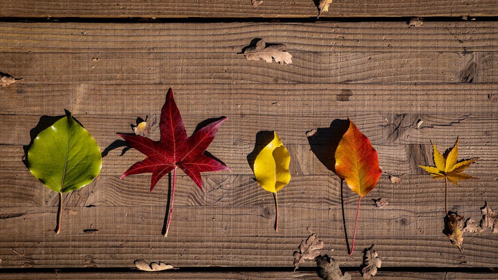 사주 대운 확인 – 인생의 계절이 바뀌는 흐름을 표현한 사계절 이미지