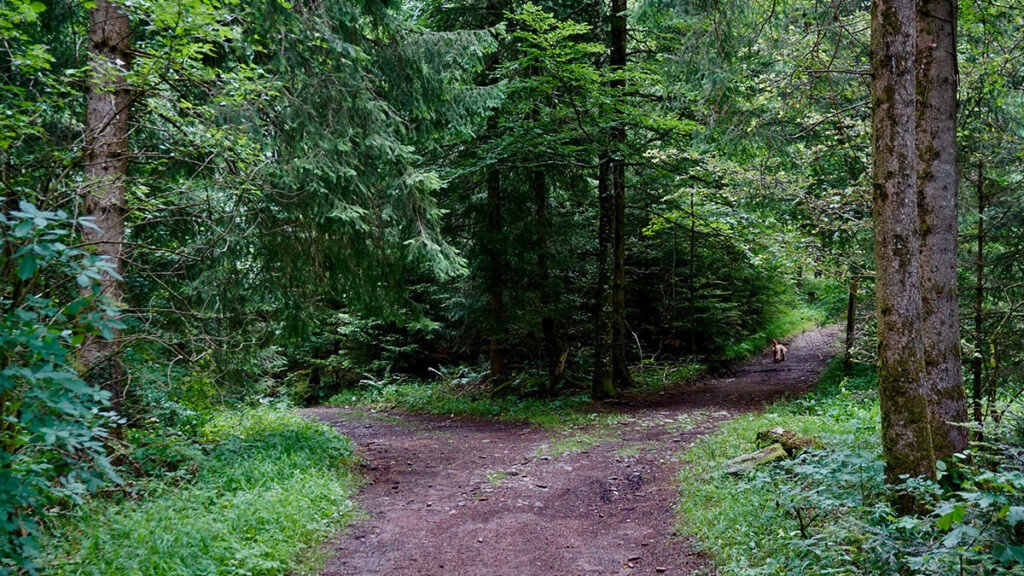 사주 대운 확인 교운기 – 인생의 전환점과 변화를 표현한 갈림길 이미지